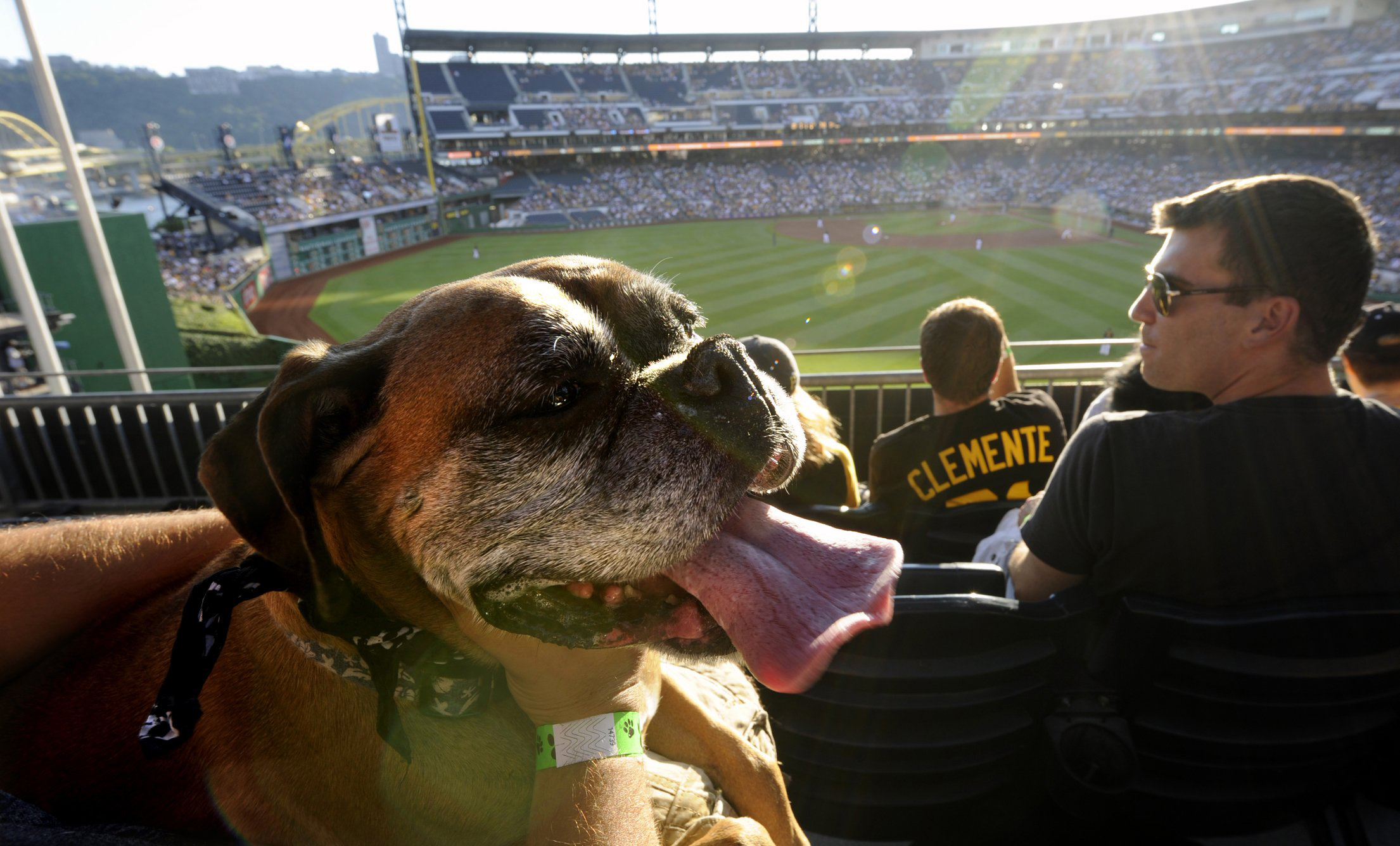 Lucy, a boxer owned by Anthony Pisano of Bridgeville, takes in the game during pup night at PNC Park as the Pirates take on the Diamondbacks. (Matt Freed /Post-Gazette)